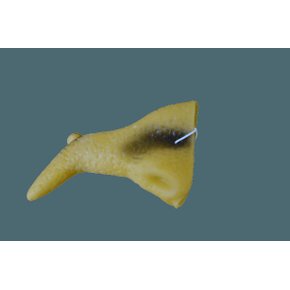 DSC_0283-removebg-preview